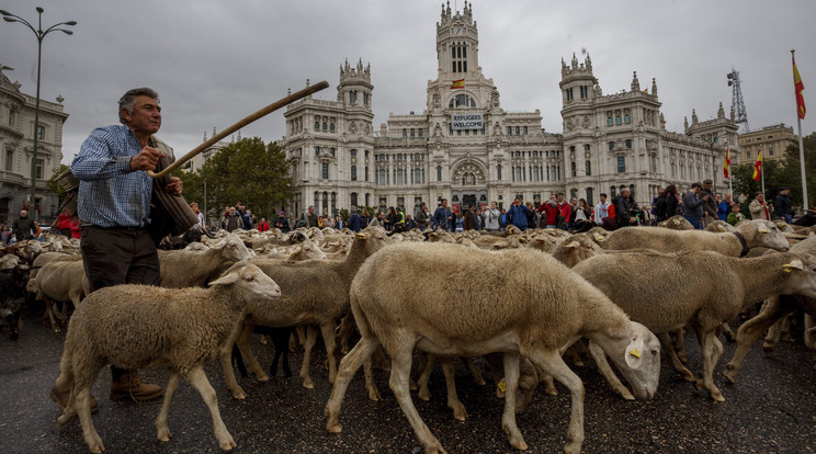 Több mint kétezer birka vonult fel Madridban / Fotó: MTI