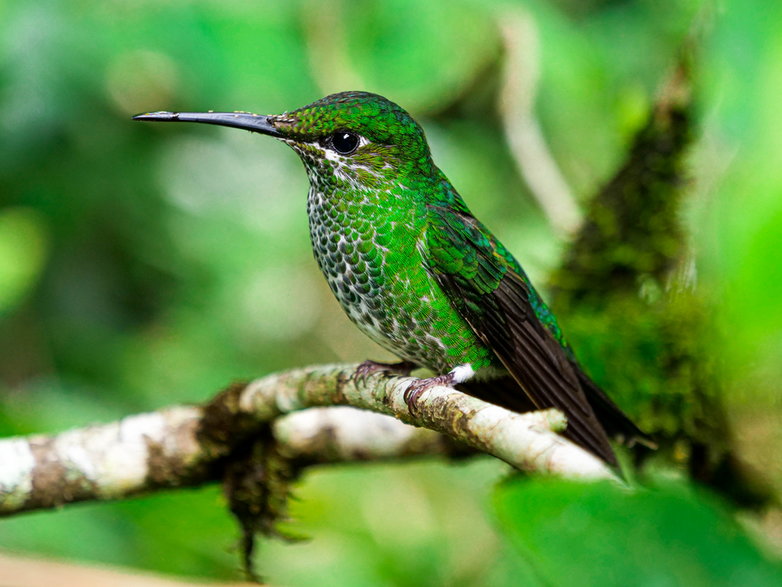 Koliberki w lesie mglistym w Kostaryce