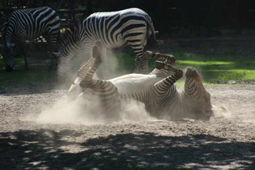 Upał w zoo