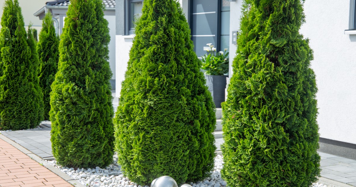 Jak okiem sięgnąć, tuje i przystrzyżone trawniki. Marzenia klasy średniej to ekologiczna katastrofa