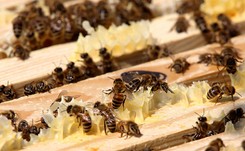 Greenpeace apeluje do ministra rolnictwa o wycofanie pestycydów. 'Polska do tej pory stawała po stronie pszczół'