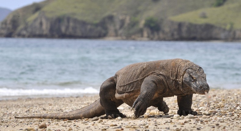 A Komodo dragon prowls the shore of Komodo Island.Romeo Gacad/AFP/Getty Images