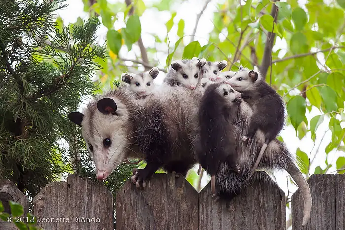 cute-possums-18__700