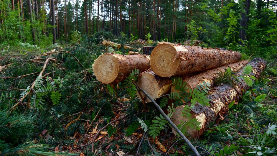 Chiny walczą z wylesianiem u siebie, przyczyniając się do wylesiania za granicą