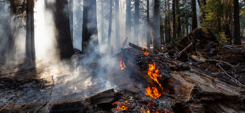 Leśnicy ostrzegają: w całym kraju ekstremalnie duże zagrożenie pożarami w lasach