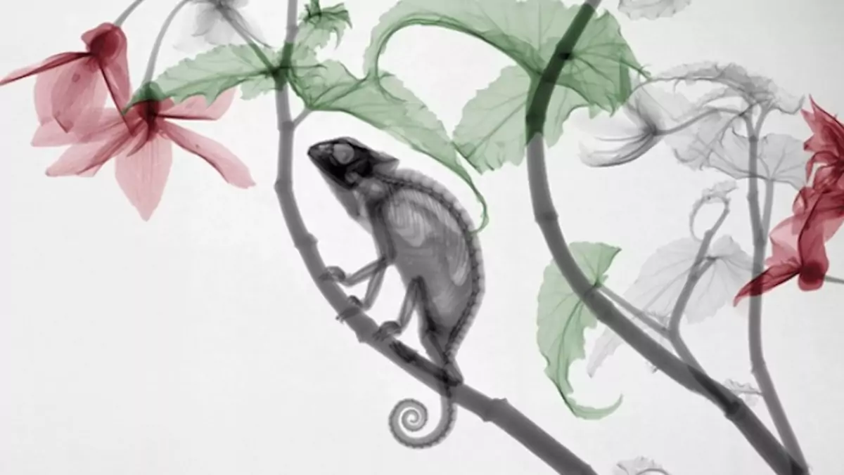 Hanging-Begonia-Chameleon