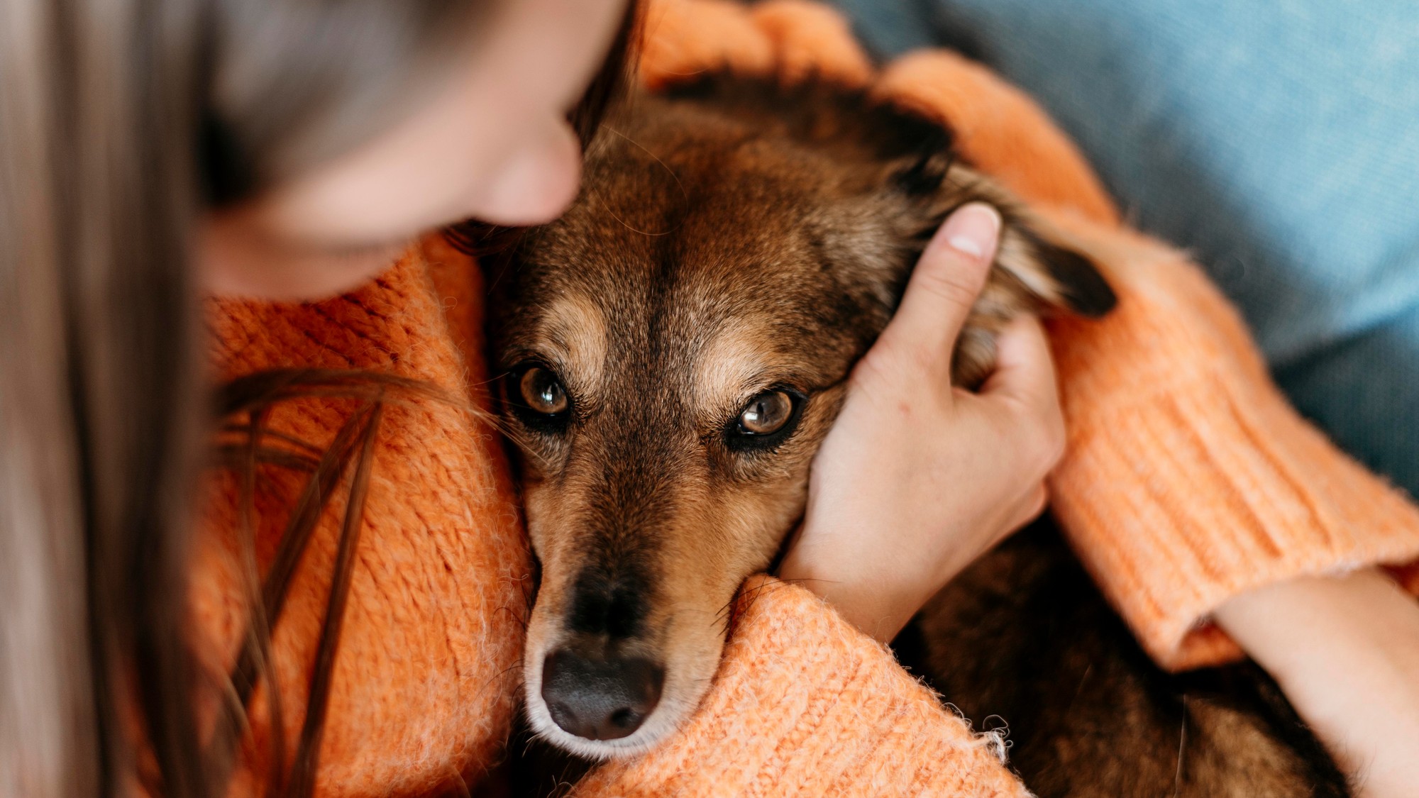 Bolesť zo straty domáceho zvieraťa vie byť nesmierne intenzívna.
