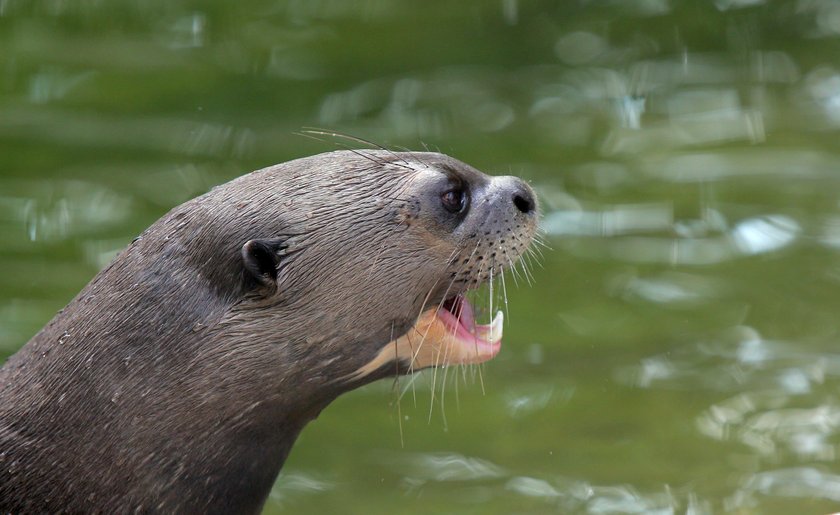 Zakochane wydry mieszkają w łódzkim zoo. Czy będą z tego dzieci? 