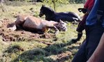 Konie wybiegły do lasu. Nagle stało się coś strasznego. Na pomoc ruszyło aż 39 strażaków [FILM]