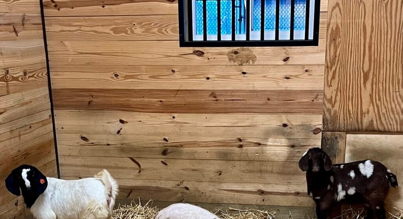 Two of the goats and a pig that were found on the property have since been taking into custody.Courtesy of the SPCA Serving Erie County.