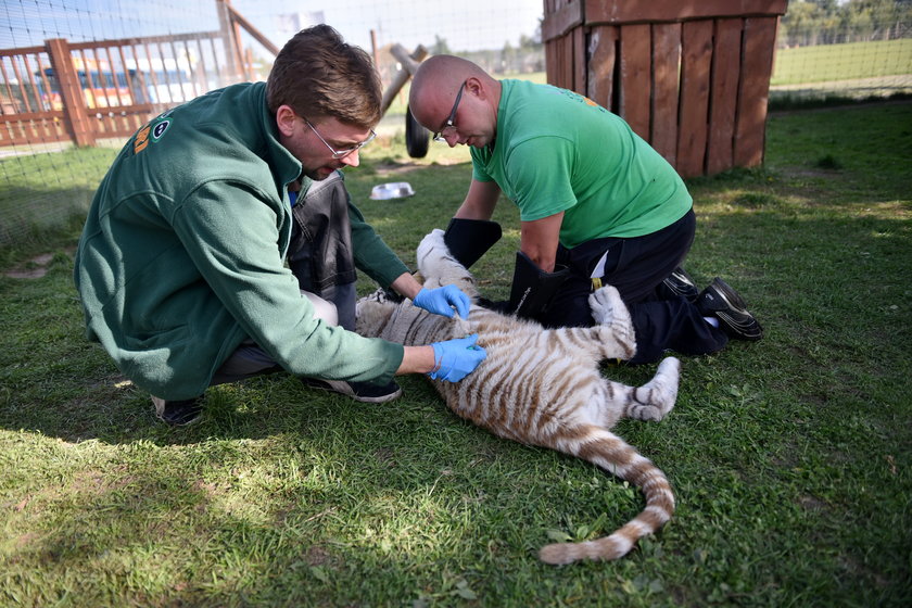 Szczepienie tygrysów w zoo w Borysewie