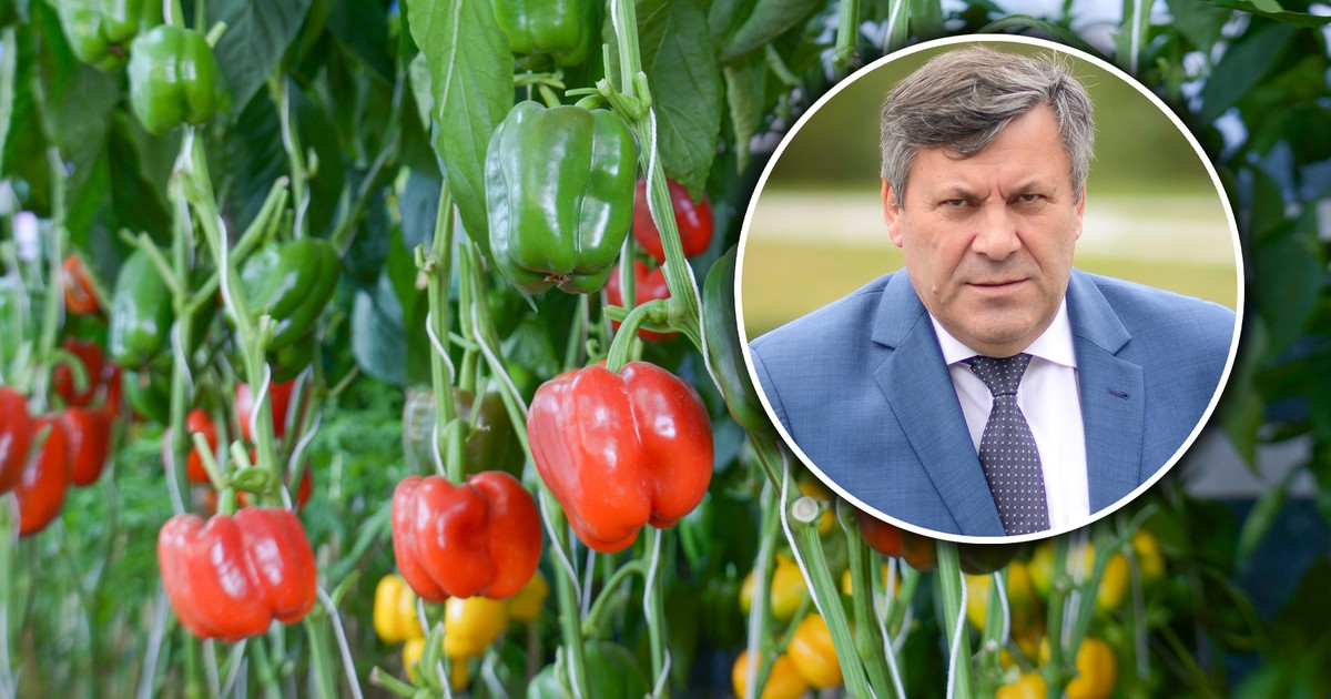 Rolnik rozdał tony papryki za darmo. Byle nie zgniła. "Coraz trudniej"