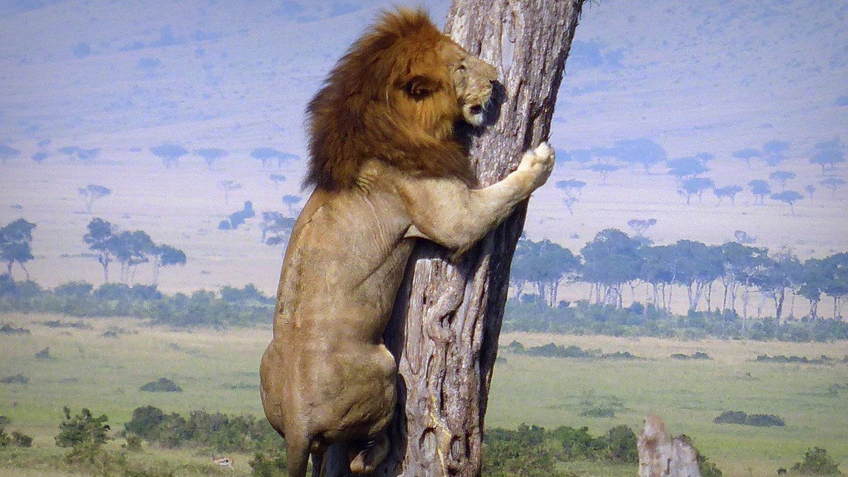 Jeśli oglądaliście "Króla Lwa" lub programy na "Animal Planet", to wiecie, że to lwy polują na bawoły, a nie odwrotnie. Nieprawdaż? Otóż okazuje się, że to odwieczne prawo dżungli nie zawsze działa. Przekonał się o tym pewien lew, który musiał salwować się ucieczką na drzewo przed stadem rozwścieczonych bawołów.