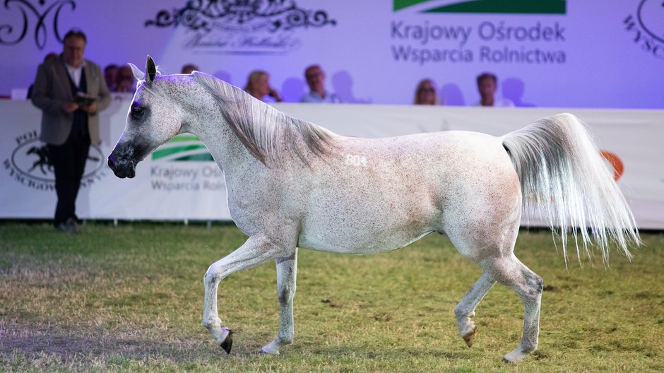 Klacz Perfinka, Janów Podlaski