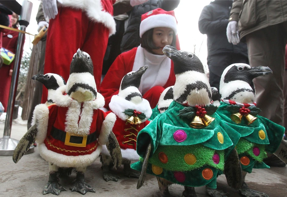 Pingvini su i bez kostima izuzetno simpatični