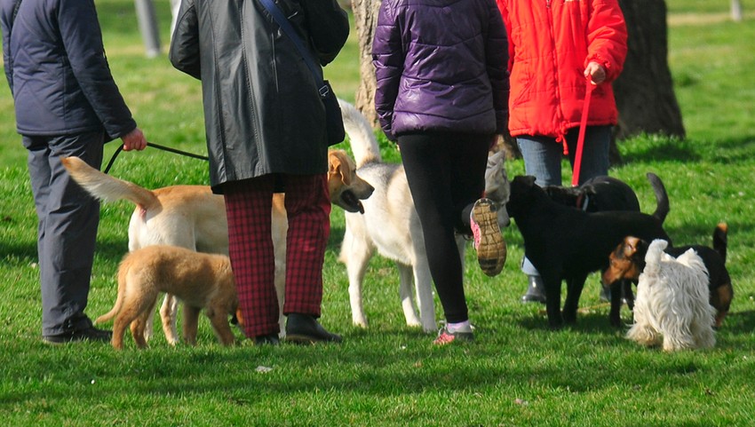 Novobeograđanima fali još jedno igralište za pse