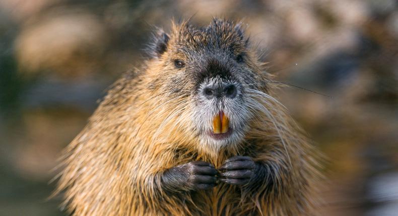 Nutria have large, bright orange teeth.Picture by Tambako the Jaguar/Getty Images