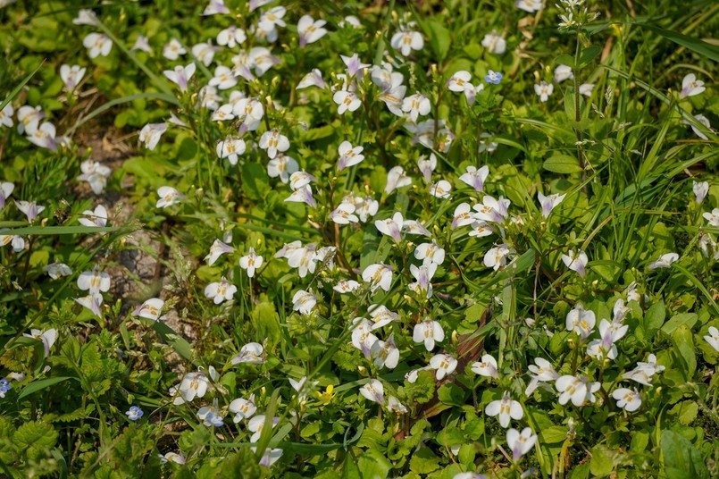 Mazus płożący biały - Alba