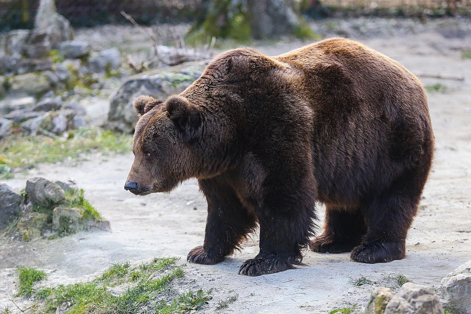 Medved Medeci izašao je danas iz svoje jazbine