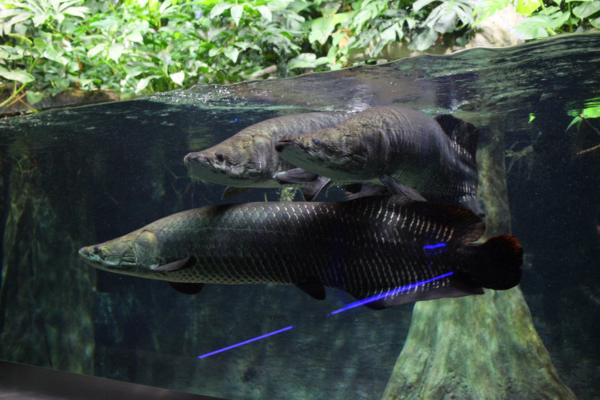 Nowe akwarium w stołecznym zoo 