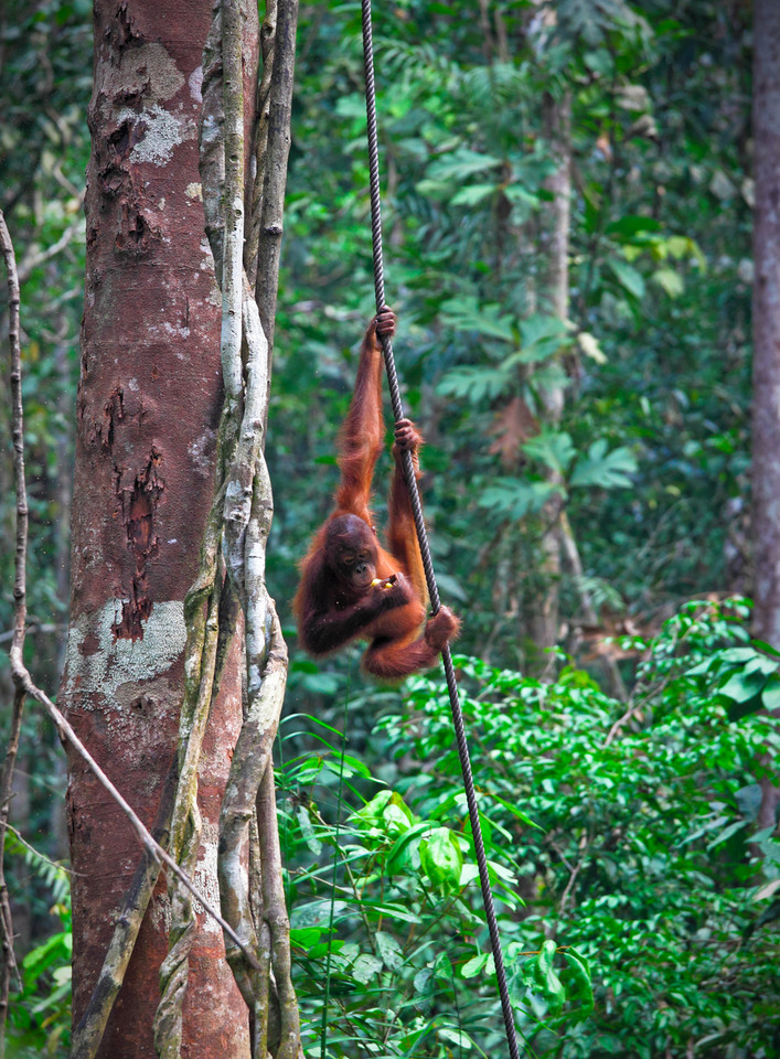 Orangutan, Borneo
