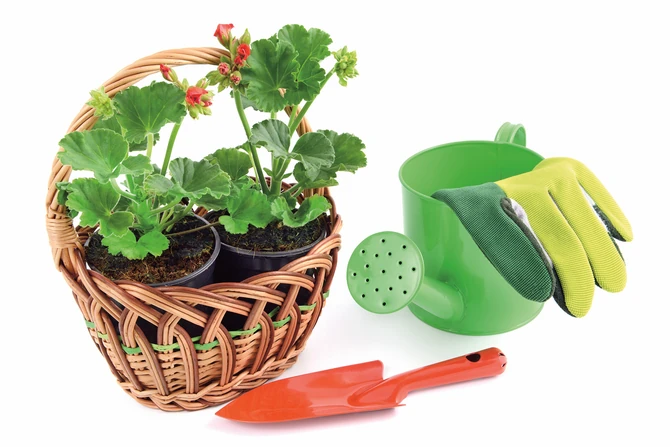 Ne nabijajte zemlju previše jer vole rastresitu podlogu