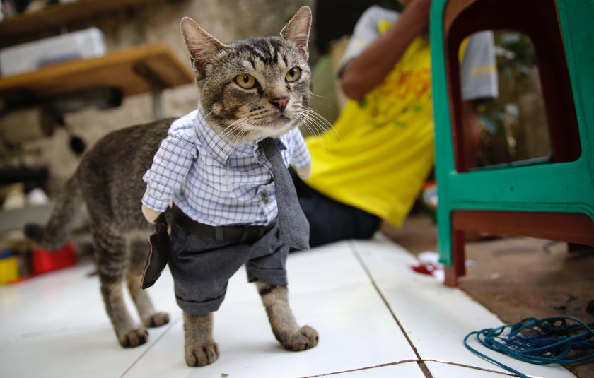 Indonezja: krawcowa szyje szalone stroje dla kotów