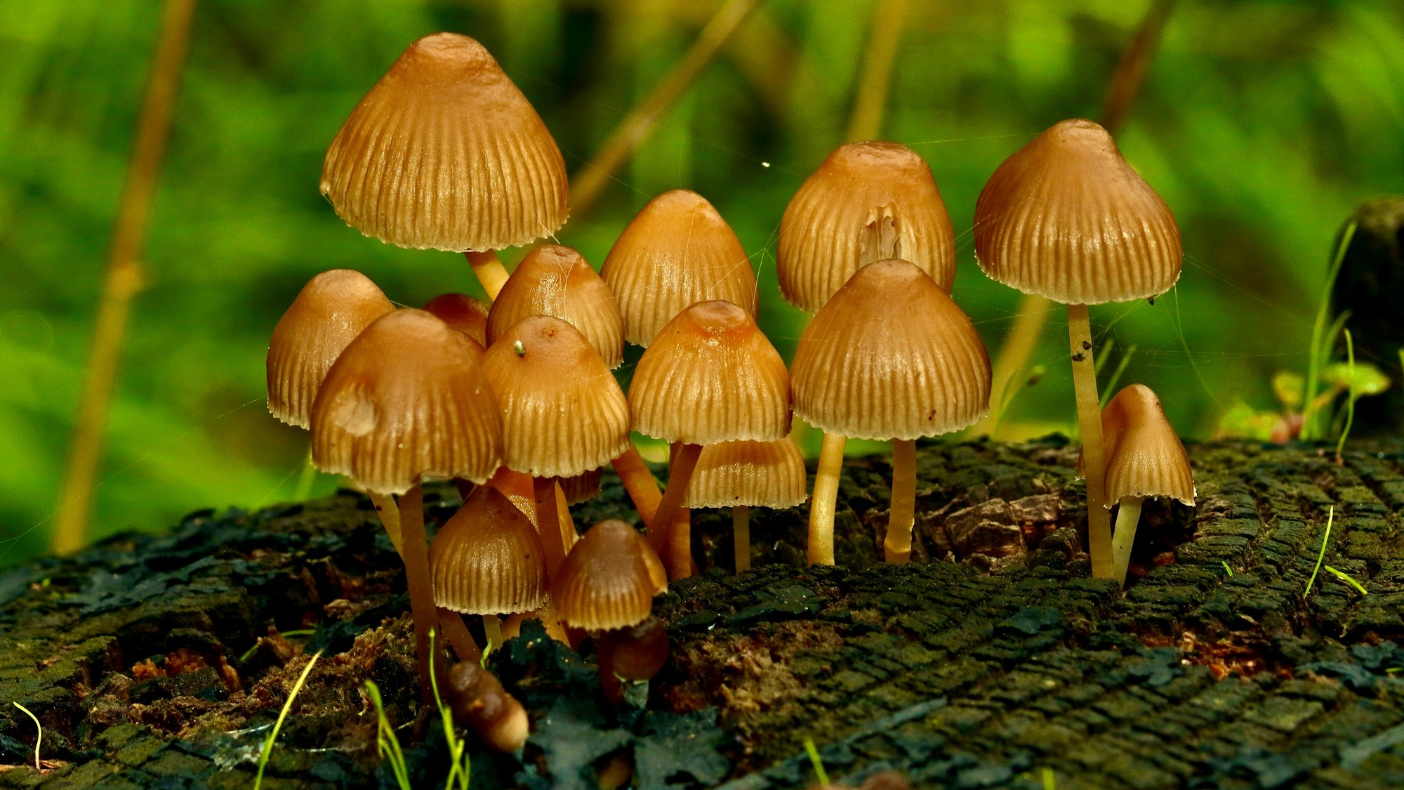 6 najjedovatejších húb sveta.