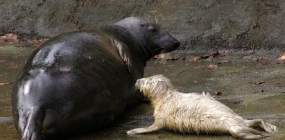 Śliczności! Zobaczcie malutką foczkę w zoo