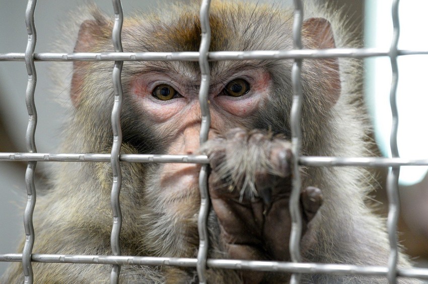 Geni su implantirani u mozgove 11 rezus majmuna (foto: ilustracija)