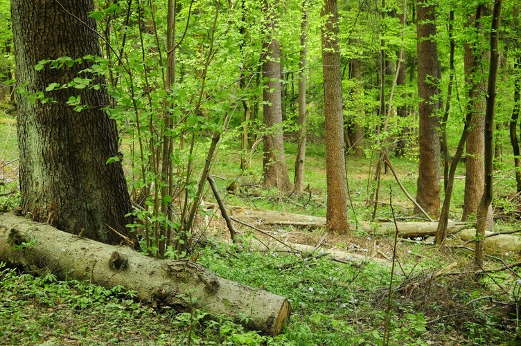 Lasy Państwowe póki co nie ścinają zinwentaryzowanych i oznaczonych drzew. Na zdjęciu możemy dostrzec jednak, że wokół nich trwa normalnie gospodarowanie zasobami leśnymi i pozyskiwanie drewna. Sytuacja ta powoduje, że obszar z dnia na dzień traci swój puszczański charakter. 
<br><br>
fot. Maciek Suchorabski
