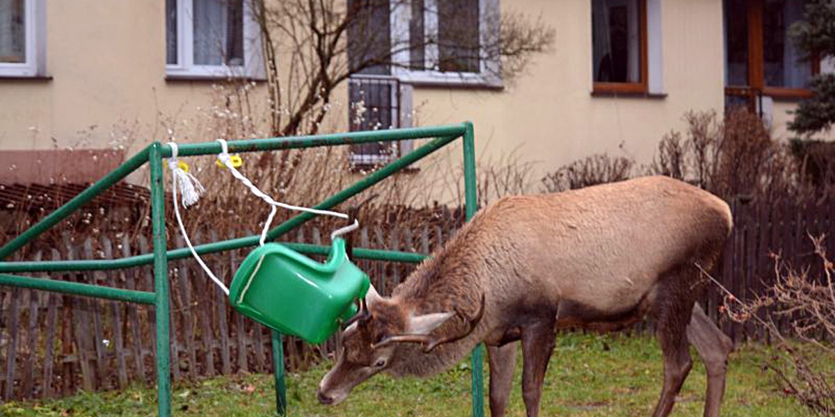 Jeleń z huśtawką na głowie chodził po Zakopanem