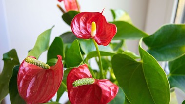 wystarczy jedna łyżka dodana do podlewania, a anturium obsypie się kwiatami nawet zimą. to prawdziwy dokarmiacz roślin odżywka do anturium