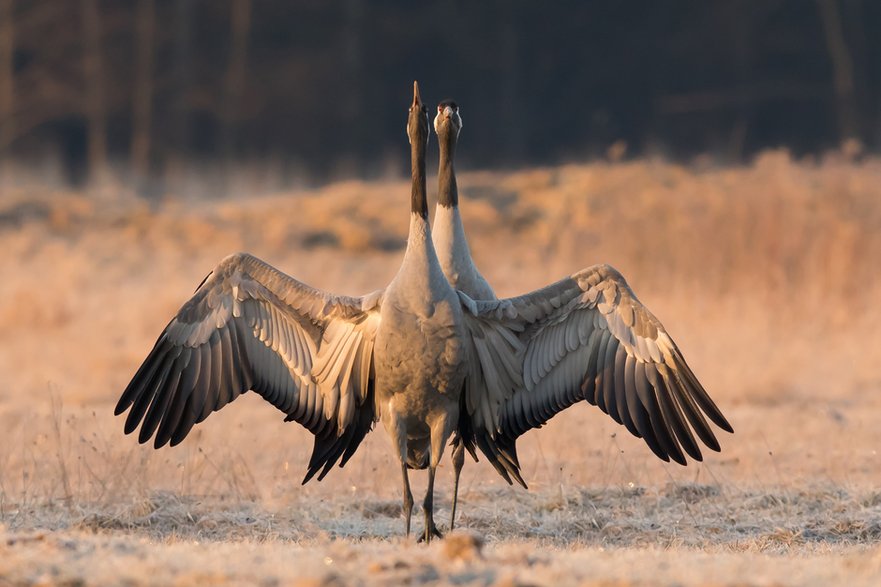 Wtopienie się w otoczenie daje szansę nad podpatrywanie i fotografowanie naturalnego zachowania dzikich zwierząt