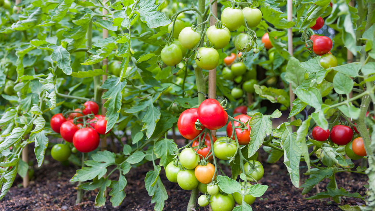Zielone pomidory: jakie przetwory są nieszkodliwe dla zdrowia i smaczne