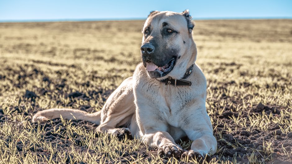 Kangal turecki