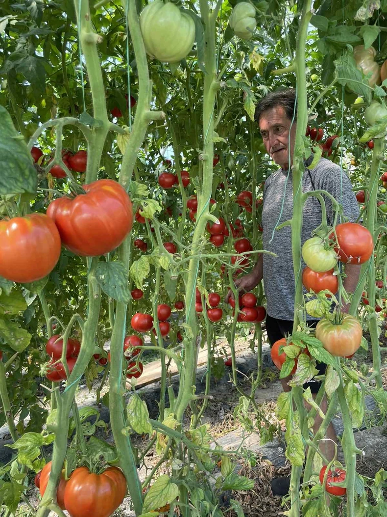 Džinovski čeri paradajz