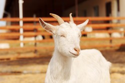 Łatwy i przyjemny QUIZ z polskich przysłów. Na pewno będziesz mistrzem