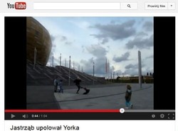 York upolowany przez jastrzębia [WIDEO]