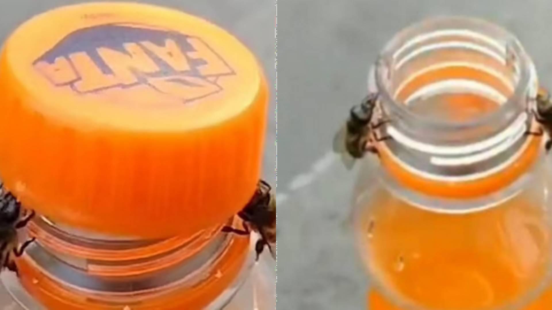 Šikovná spolupráca alebo podvrh? Video zachytáva, ako včely otvárajú fľašu s nápojom