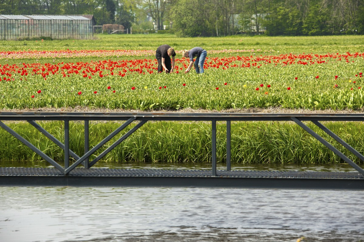 Wyjechali do pracy "na tulipany". Znamy holenderskie emerytury Polaków [KWOTY]