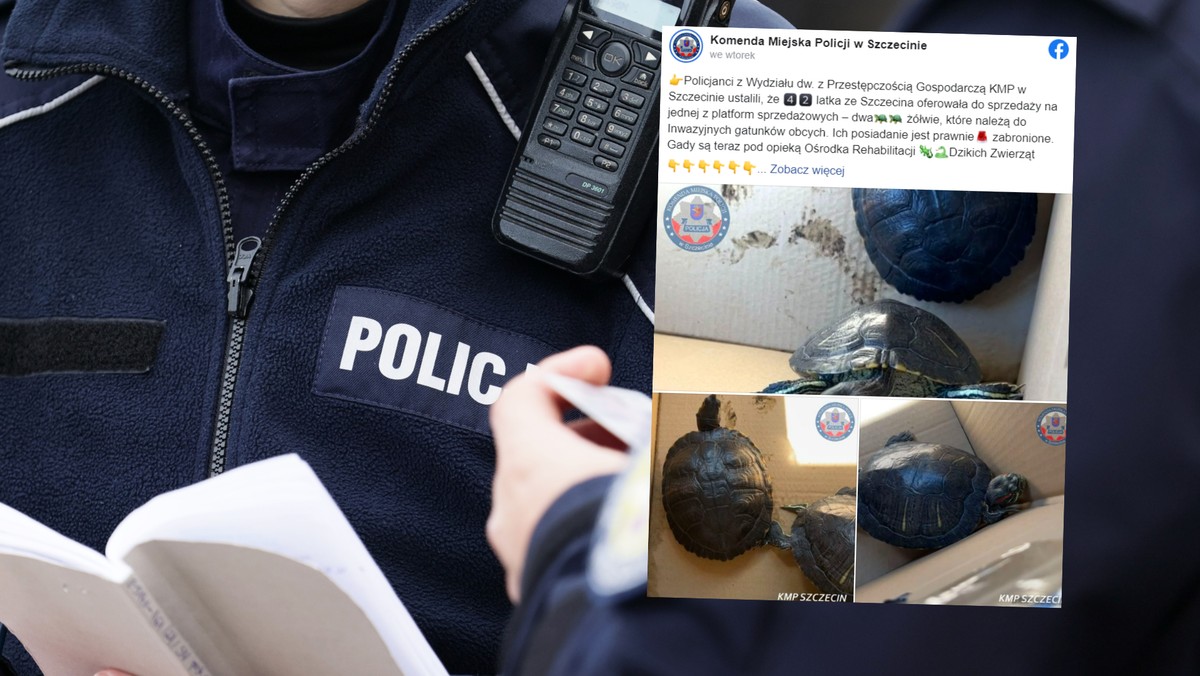 Wystawiła na sprzedaż dwa żółwie. Została przesłuchana przez policję