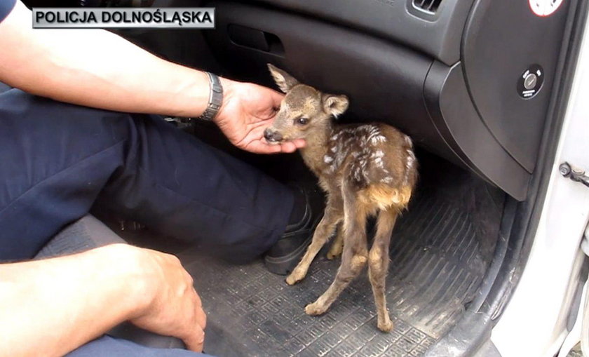 Policjanci uratowali sarenkę