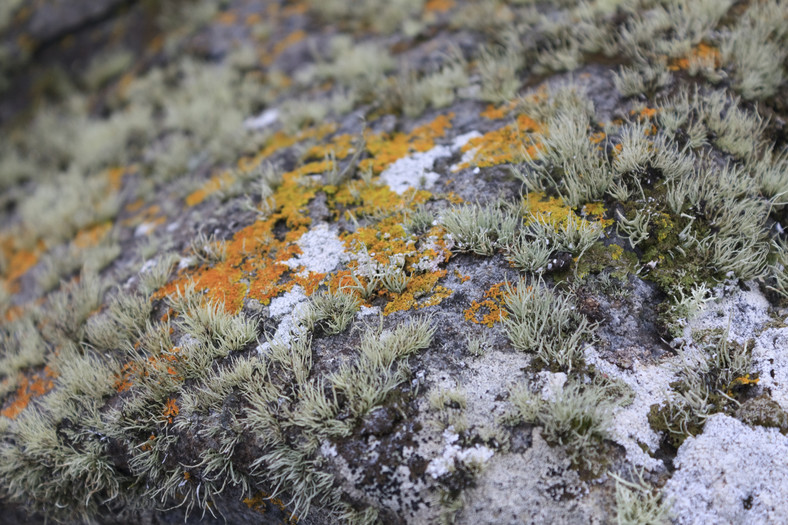 Niezwykła flora wysp St Kilda