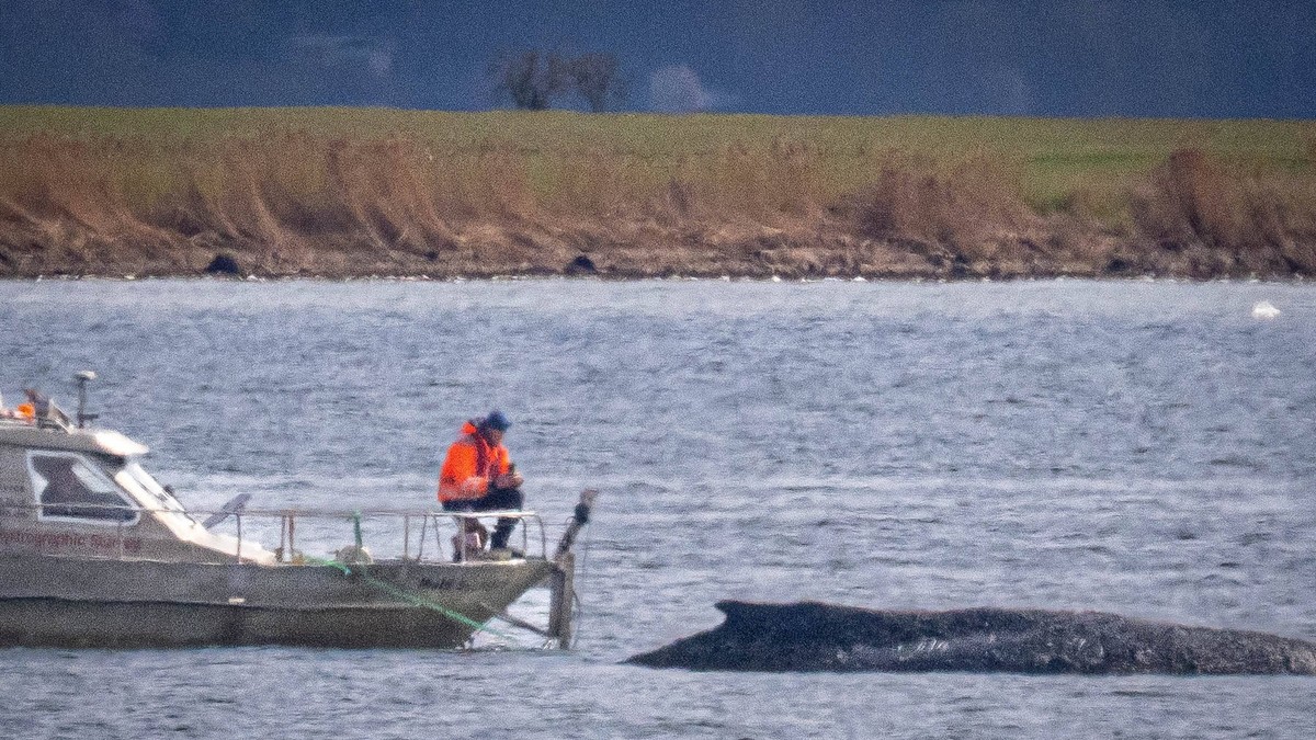 Nasukani kit u Nemačkoj - Ilustracija