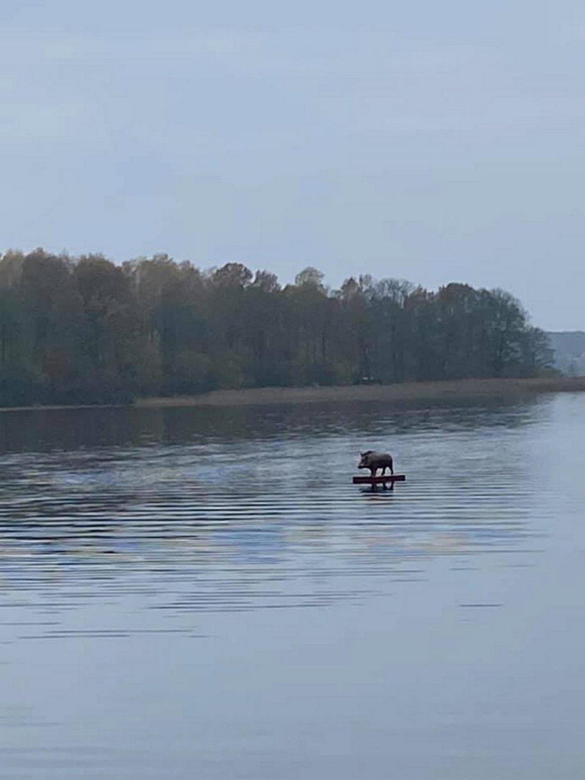 Ostróda. Dzik "surfer" na jeziorze Jeziorak? To atrapa