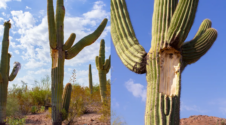 Leszakadt karú kaktuszok Phoenixben