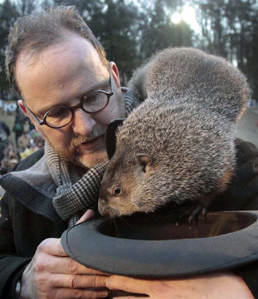 Dzień Świstaka. Ten gryzoń wie, jak długo potrwa zima!