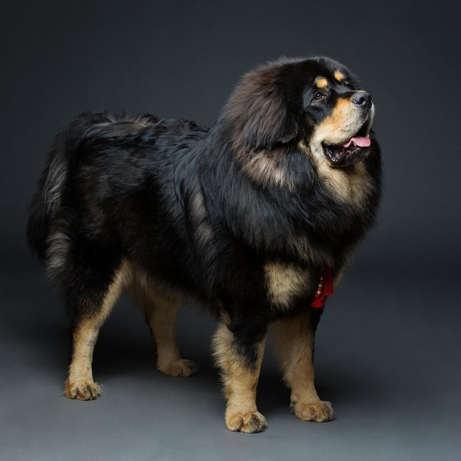 Tibetanski mastif