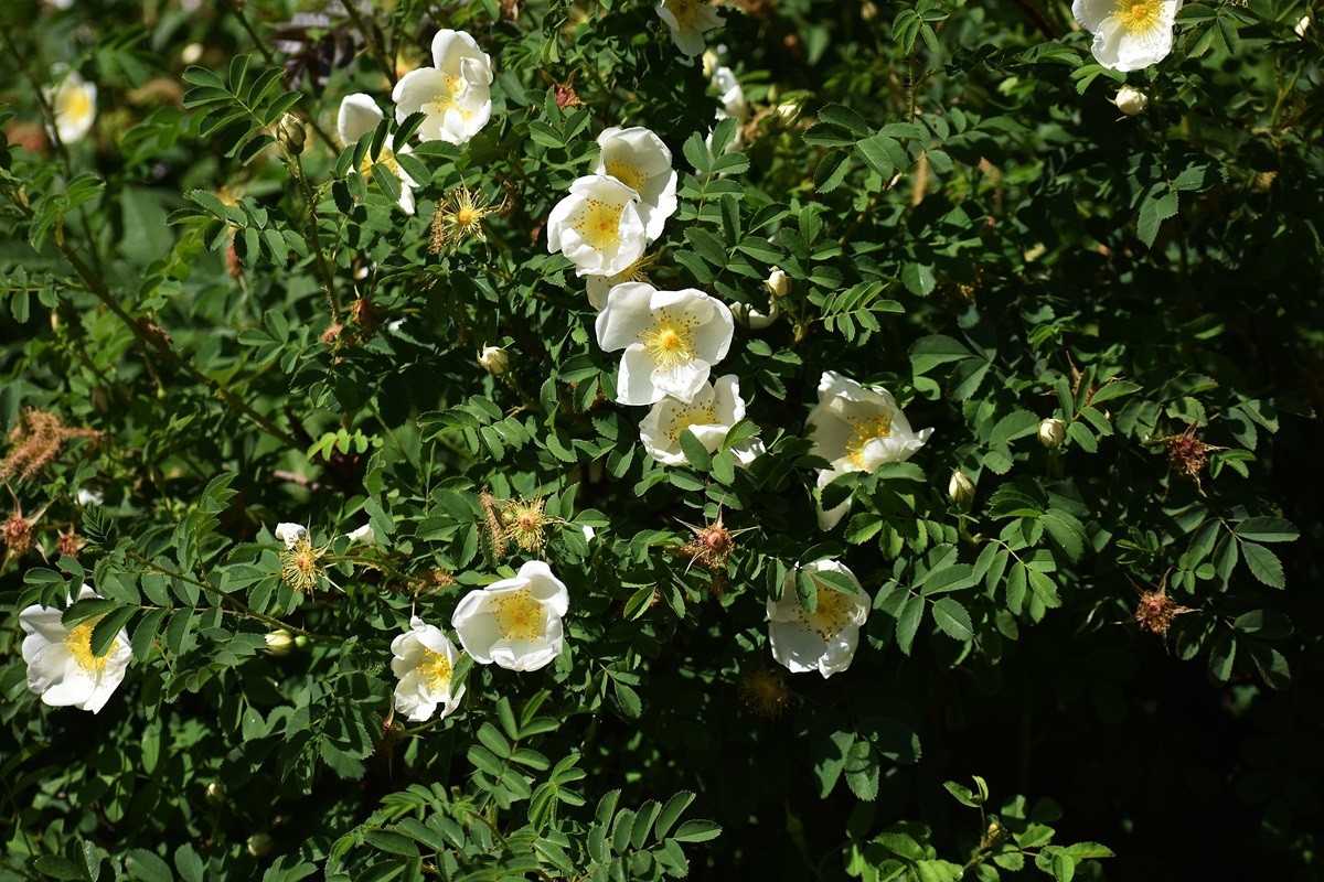 Róże do cienia - rosa rugosa róża pomarszczona, tzw. dzika róża, Alba